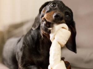8 Dangerous Items Dogs Like to Chew