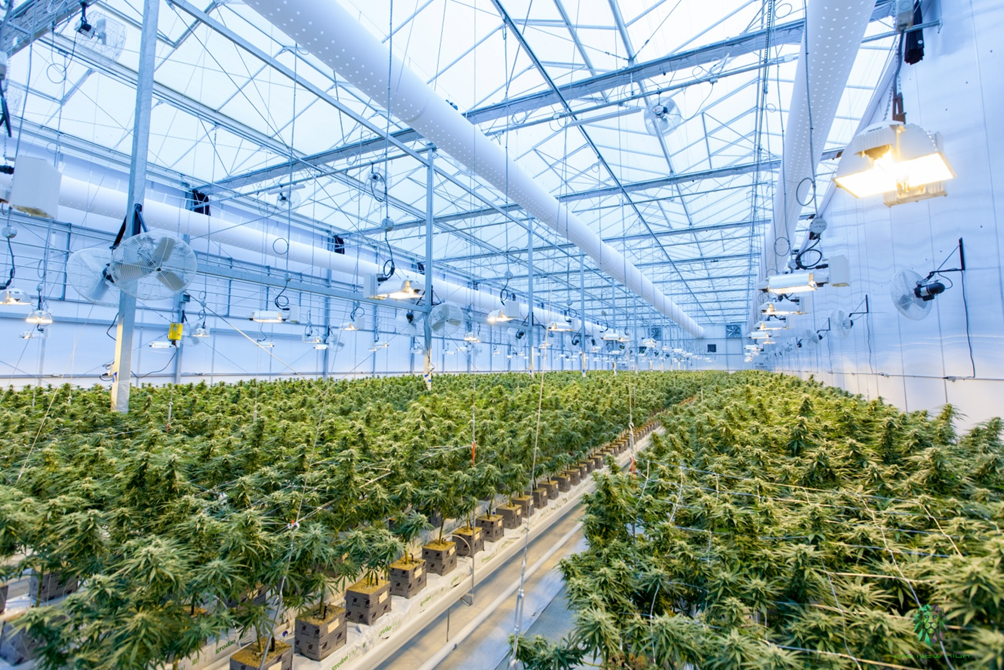 HOW TO GROW YOUR CANNABIS BUSINESS