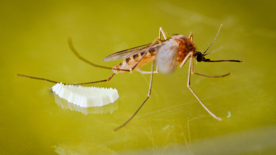 Effective Strategies for Austin Mosquito Control: The Ultimate Guide